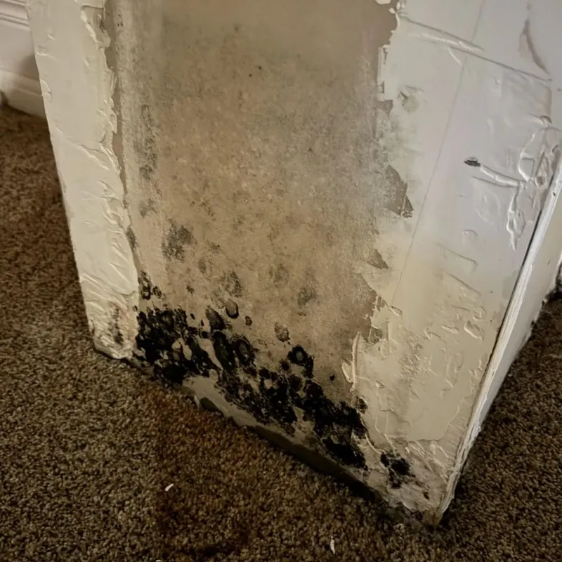 Professional Mold Removal in Hobart, IN